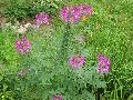 Cleome / Cleome hassleriana